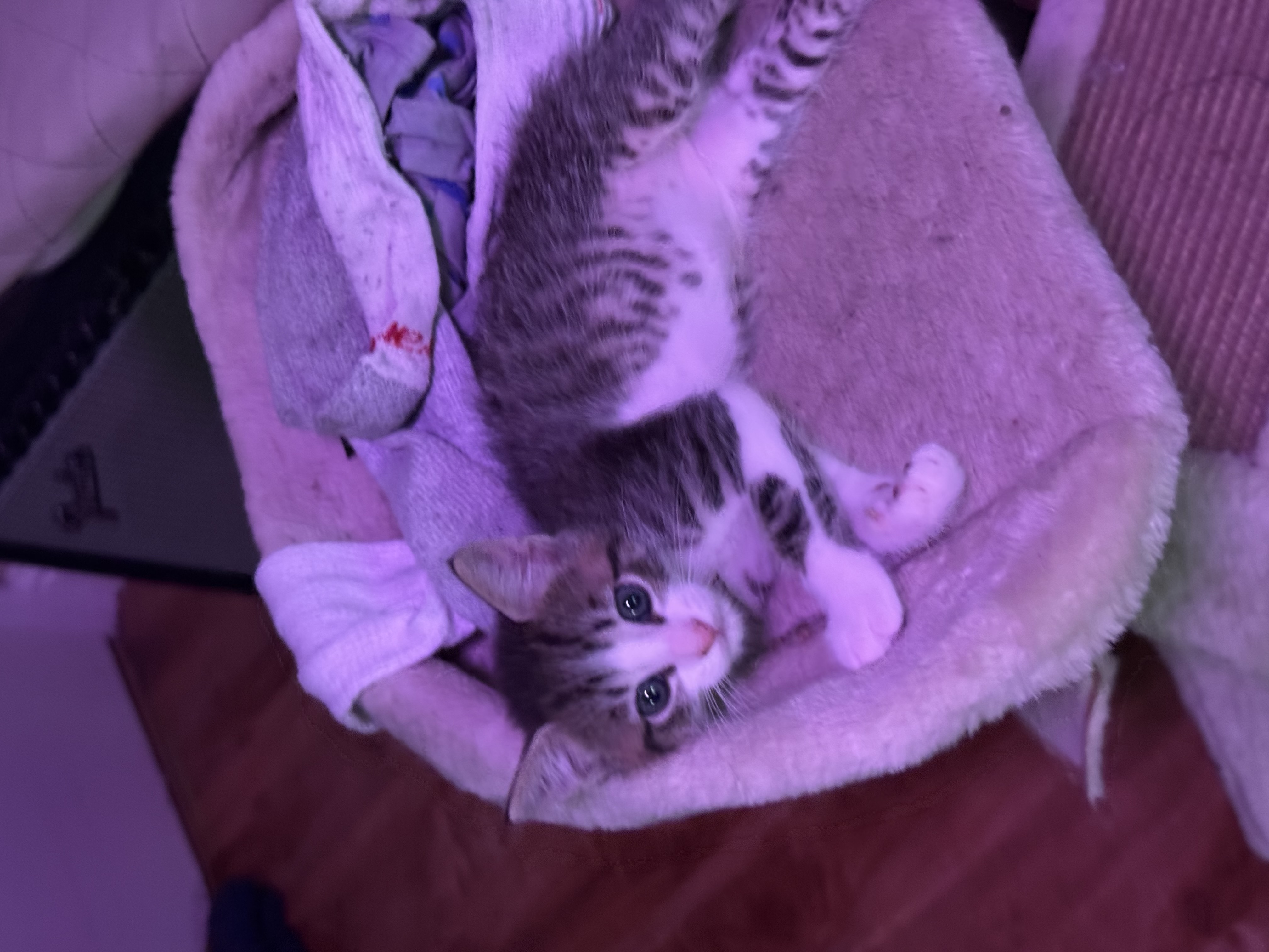 Matilda