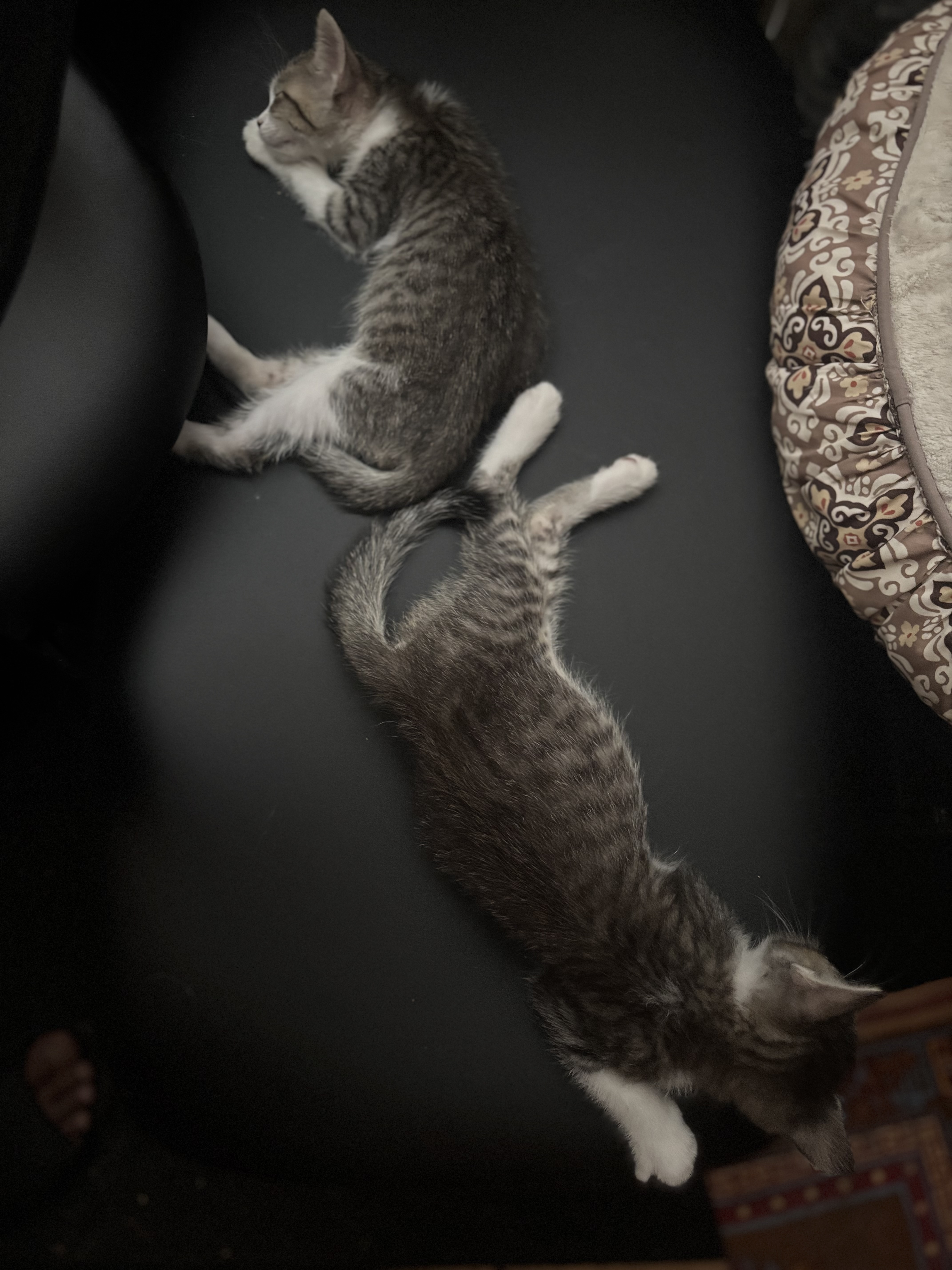 Sleeping kitties