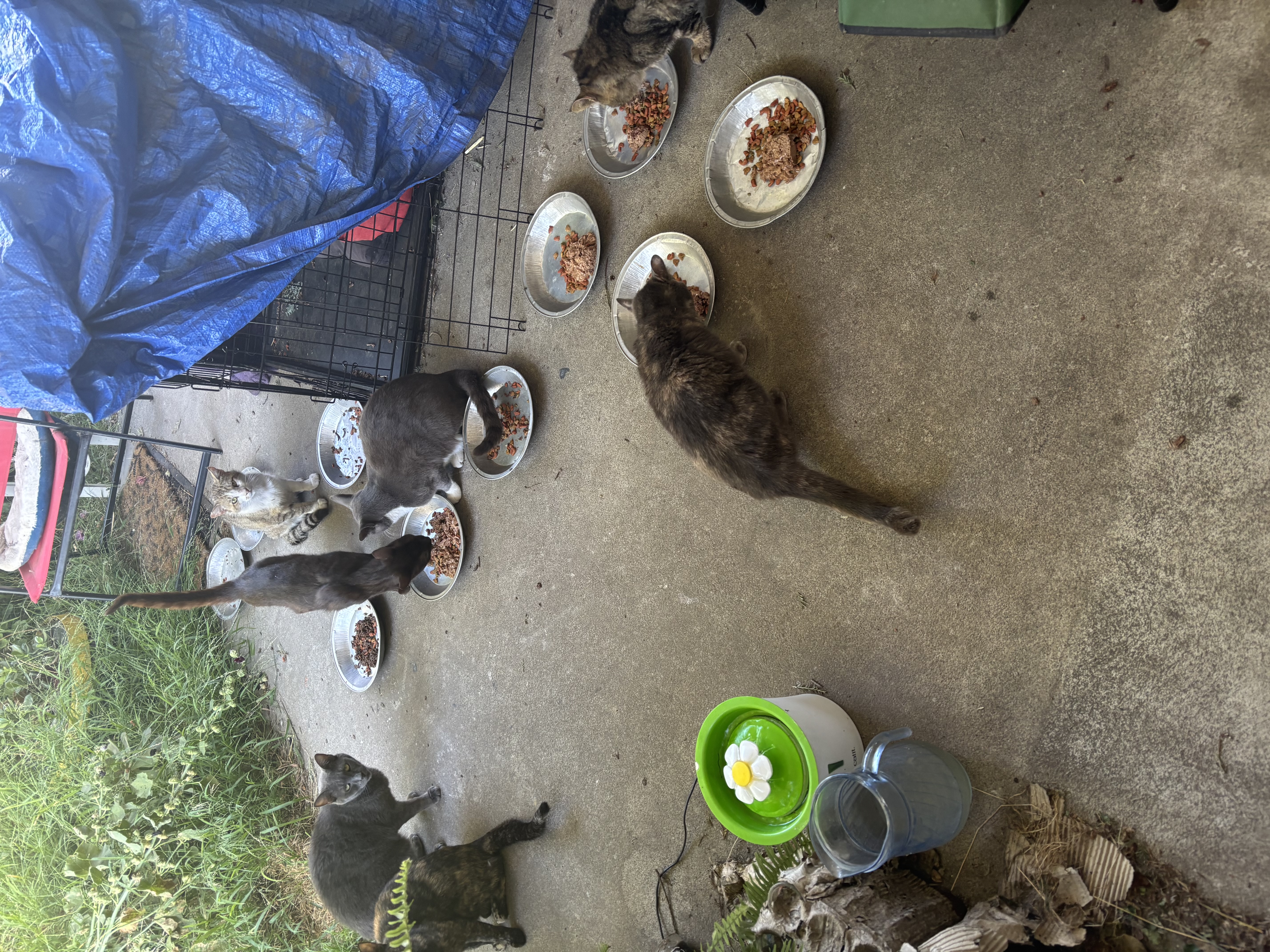 Dinner time for the south wing